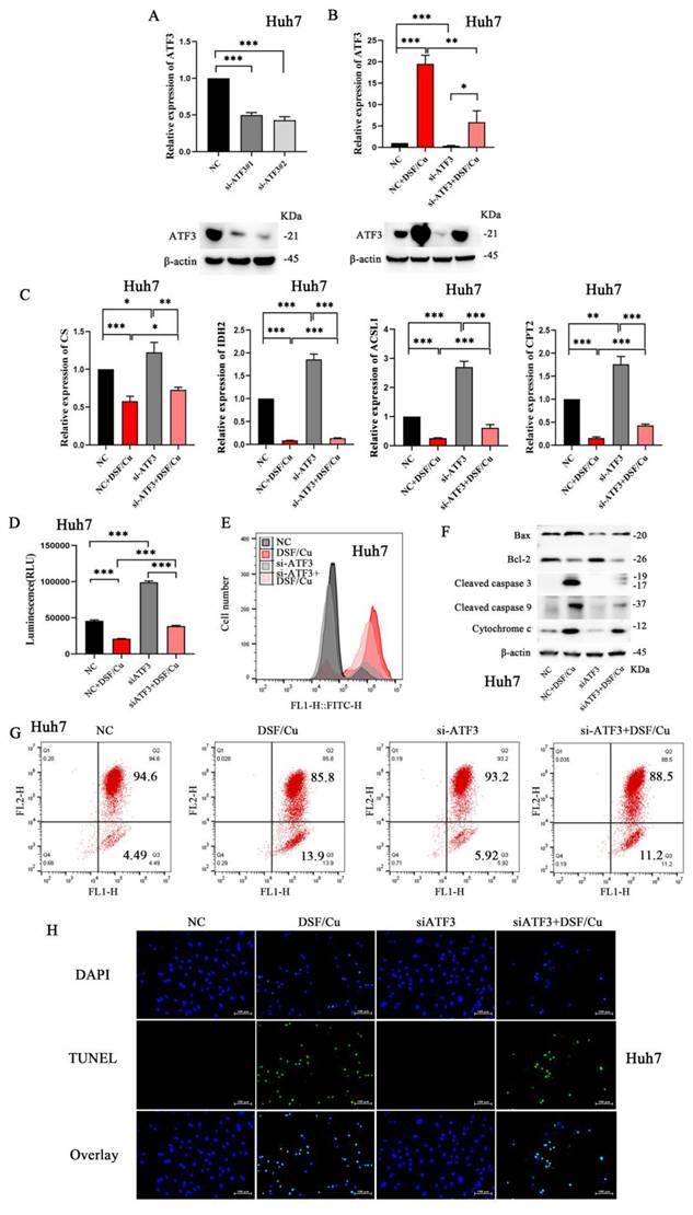 J Cancer Image