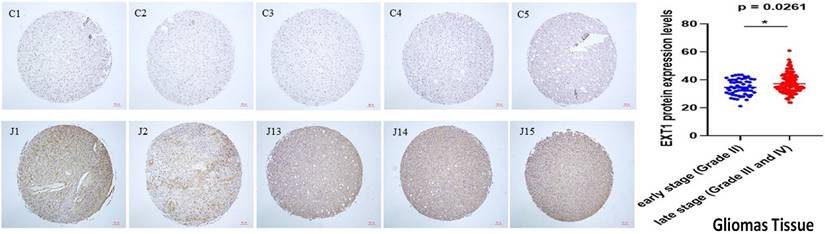 J Cancer Image