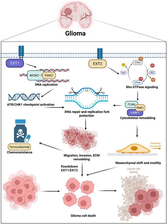 J Cancer Image