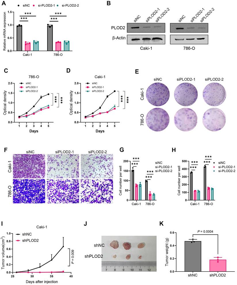 J Cancer Image