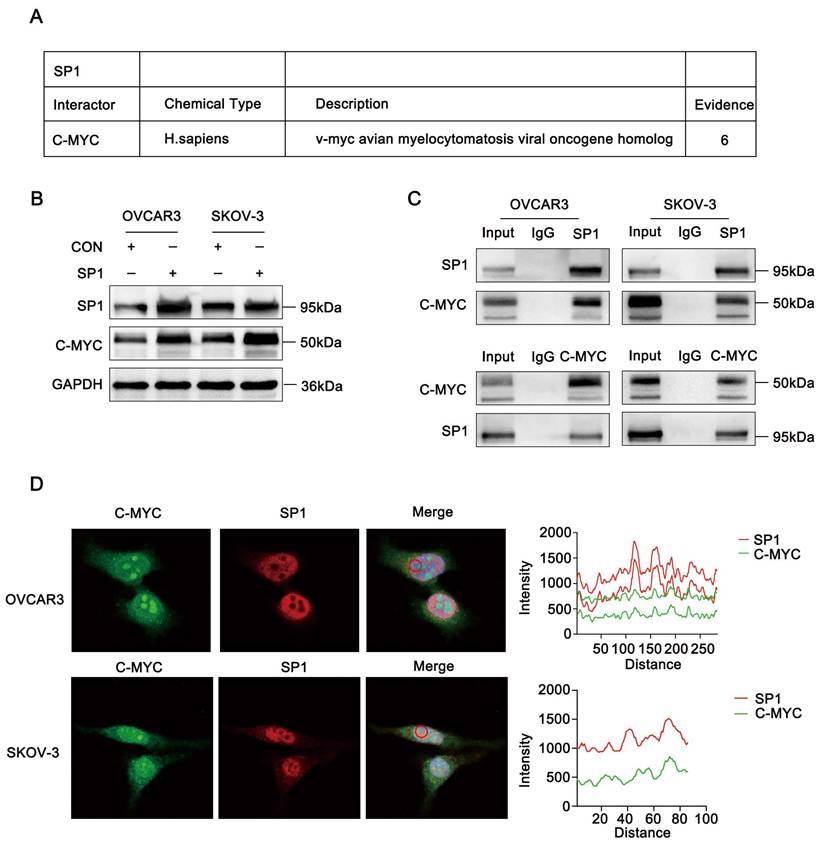 J Cancer Image