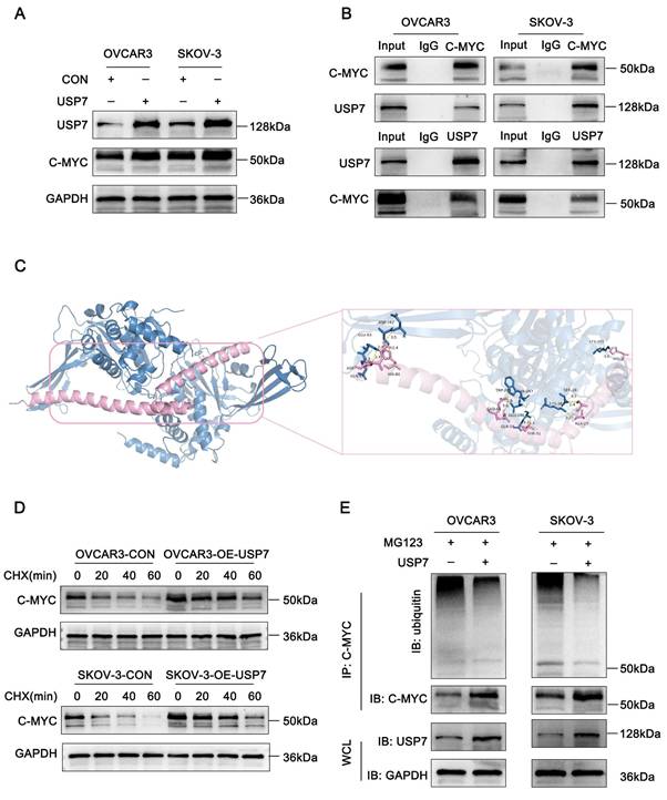 J Cancer Image