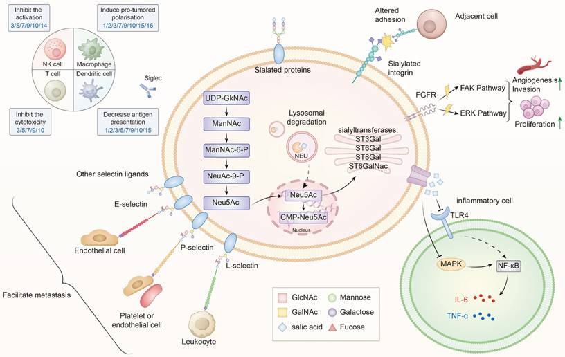 J Cancer Image