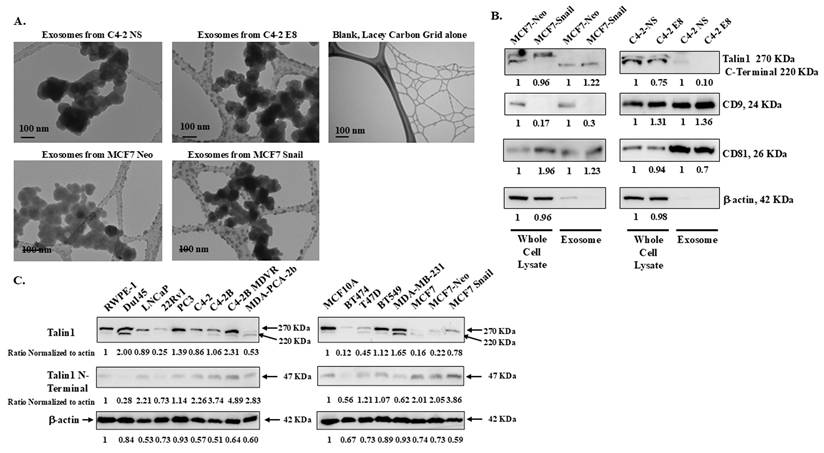J Cancer Image