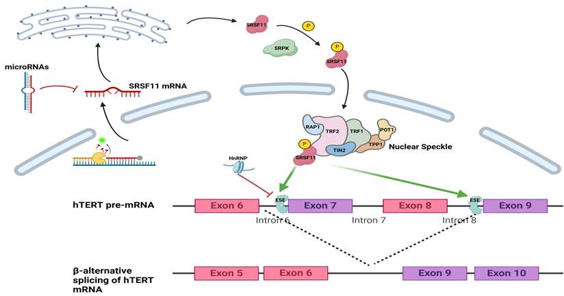 J Cancer Image