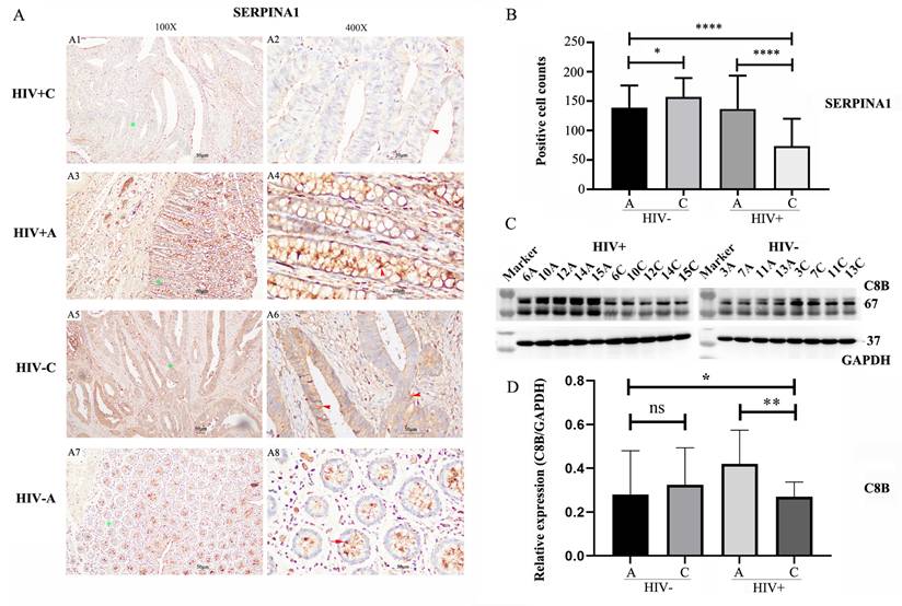 J Cancer Image