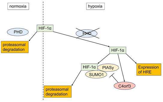 J Cancer Image