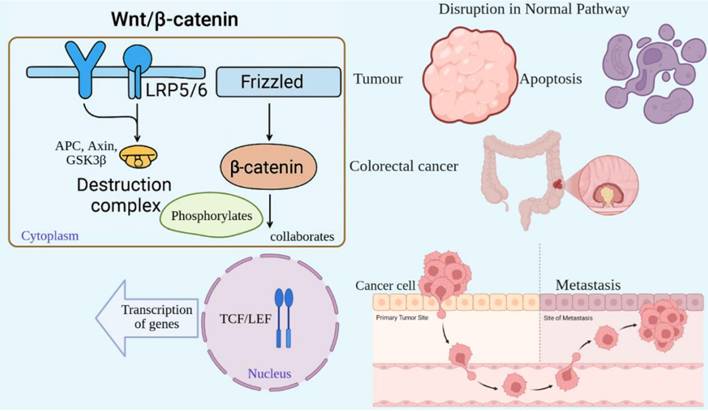 J Cancer Image