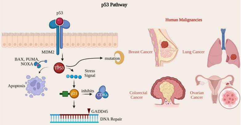 J Cancer Image