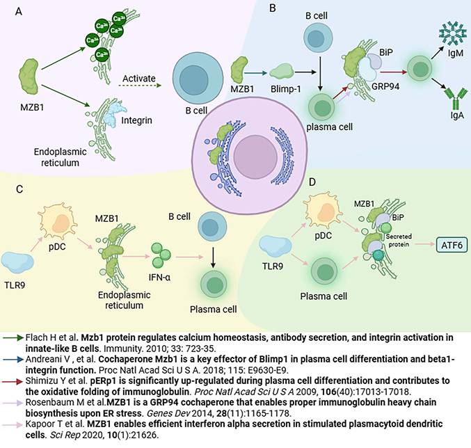 J Cancer Image