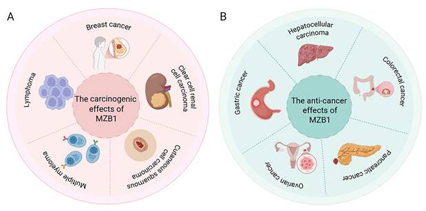 J Cancer Image