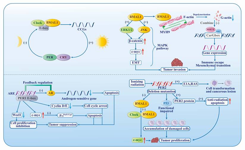 J Cancer Image