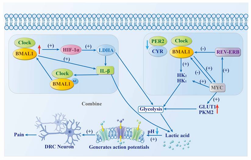 J Cancer Image