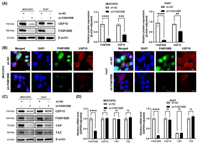 J Cancer Image
