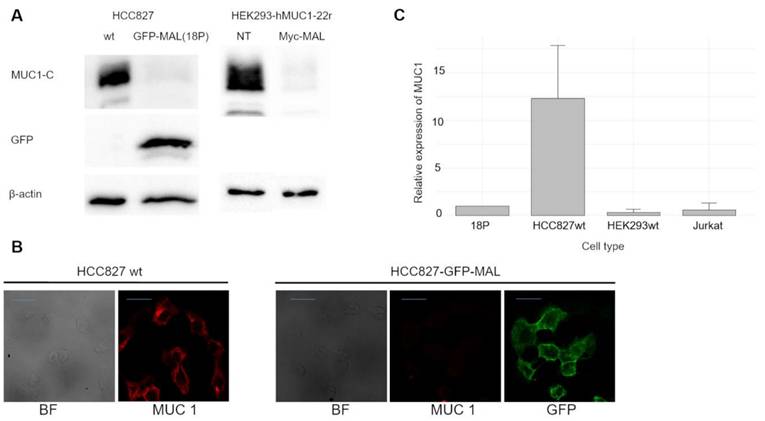 J Cancer Image