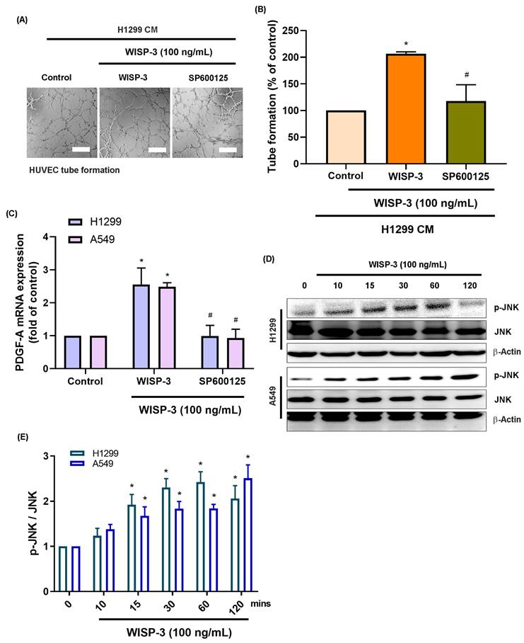 J Cancer Image