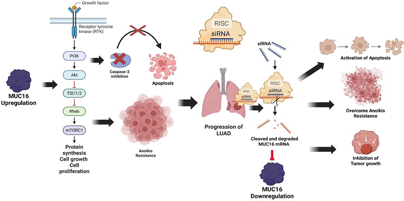 akkk、REVI9点 Targeting MUC16 to Reverse Anoikis Resistance: A Promising