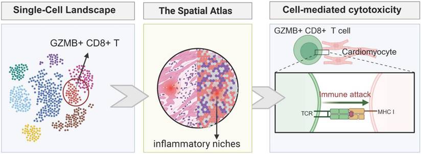 J Cancer Image