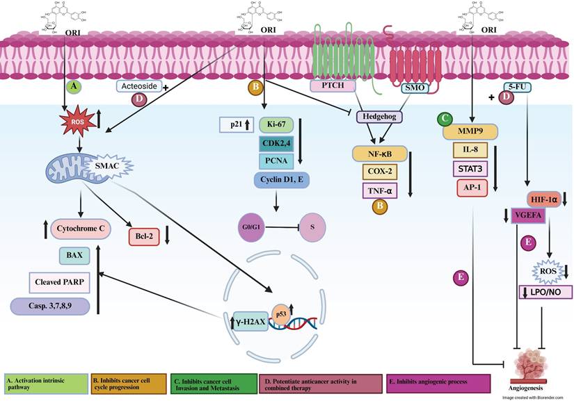 J Cancer Image