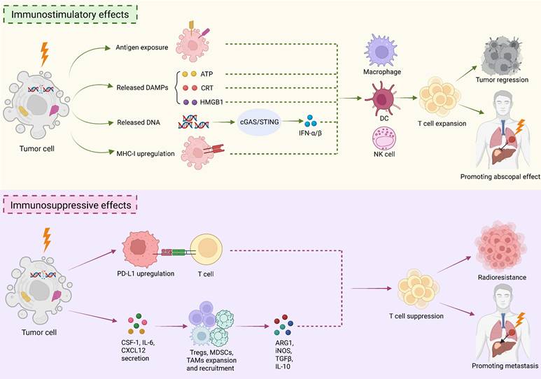 J Cancer Image