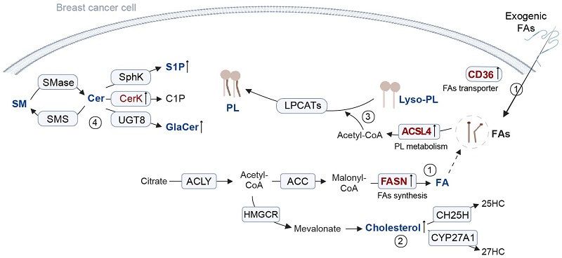 The Role of Lipid Metabolism in the Progression of Breast Cancer
