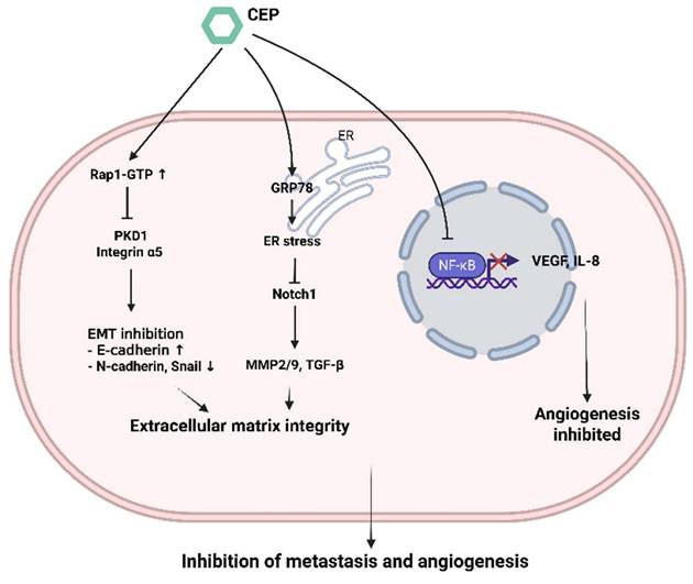 J Cancer Image