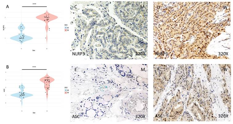 J Cancer Image
