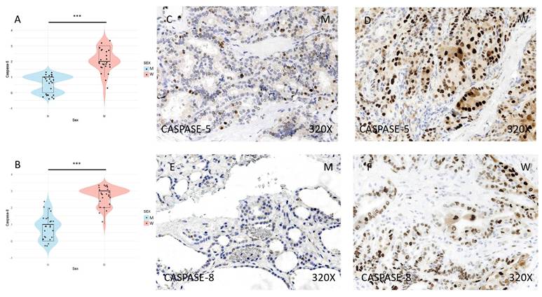 J Cancer Image