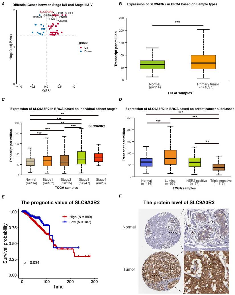 J Cancer Image