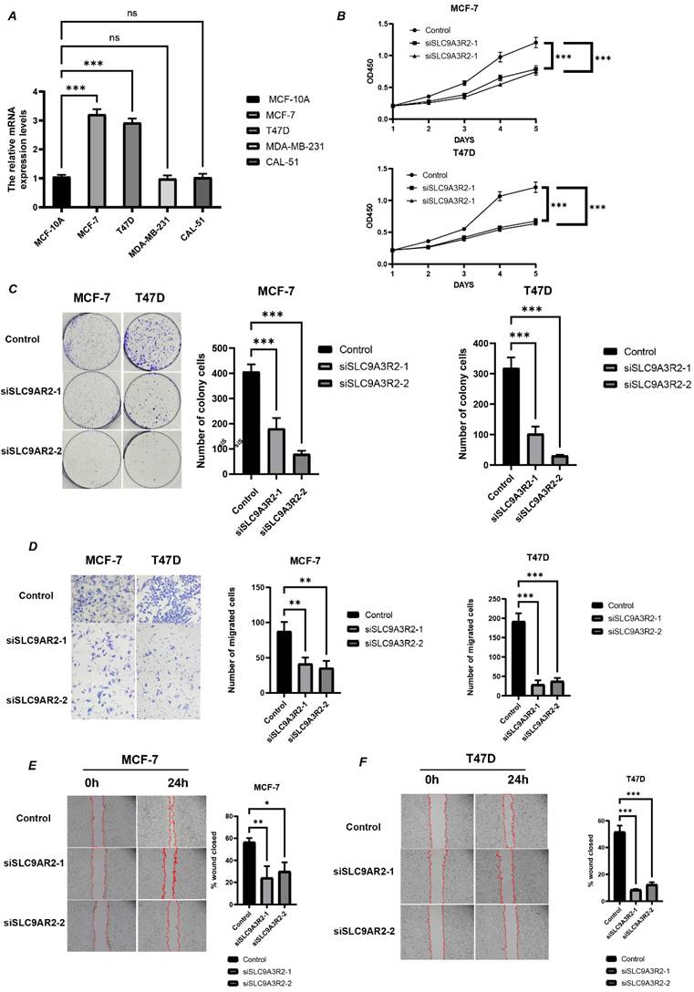 J Cancer Image
