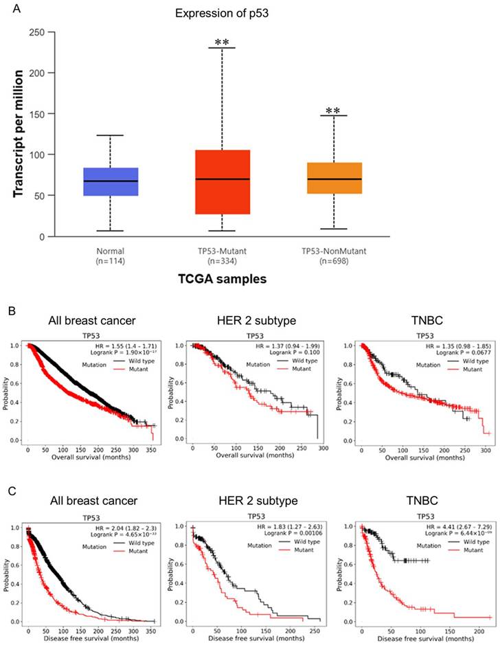 J Cancer Image