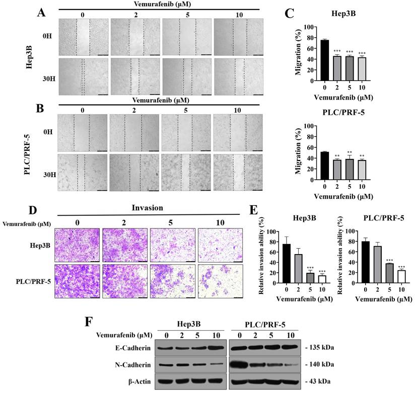 J Cancer Image