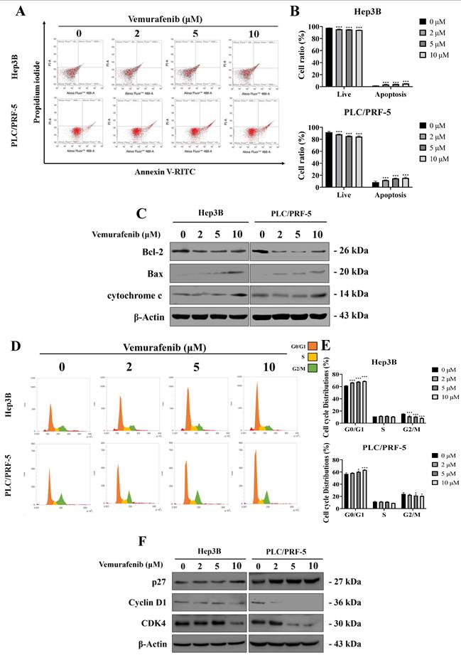 J Cancer Image