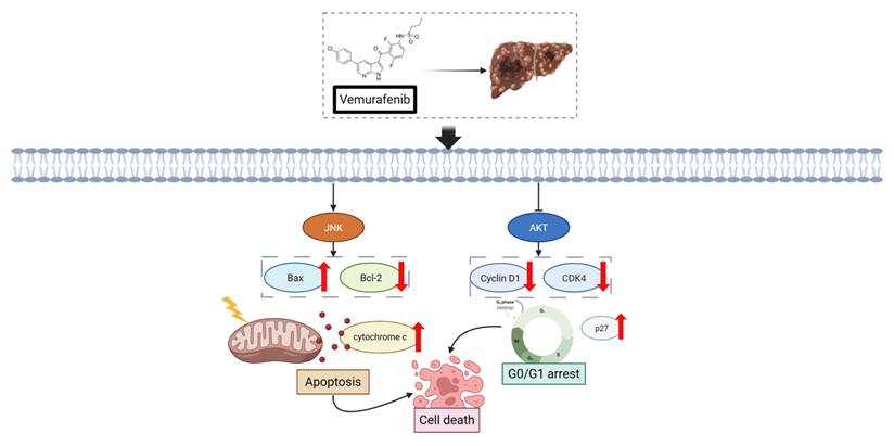 J Cancer Image