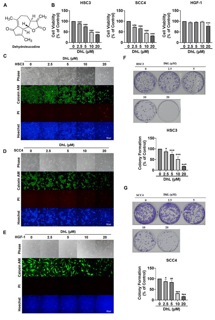 J Cancer Image