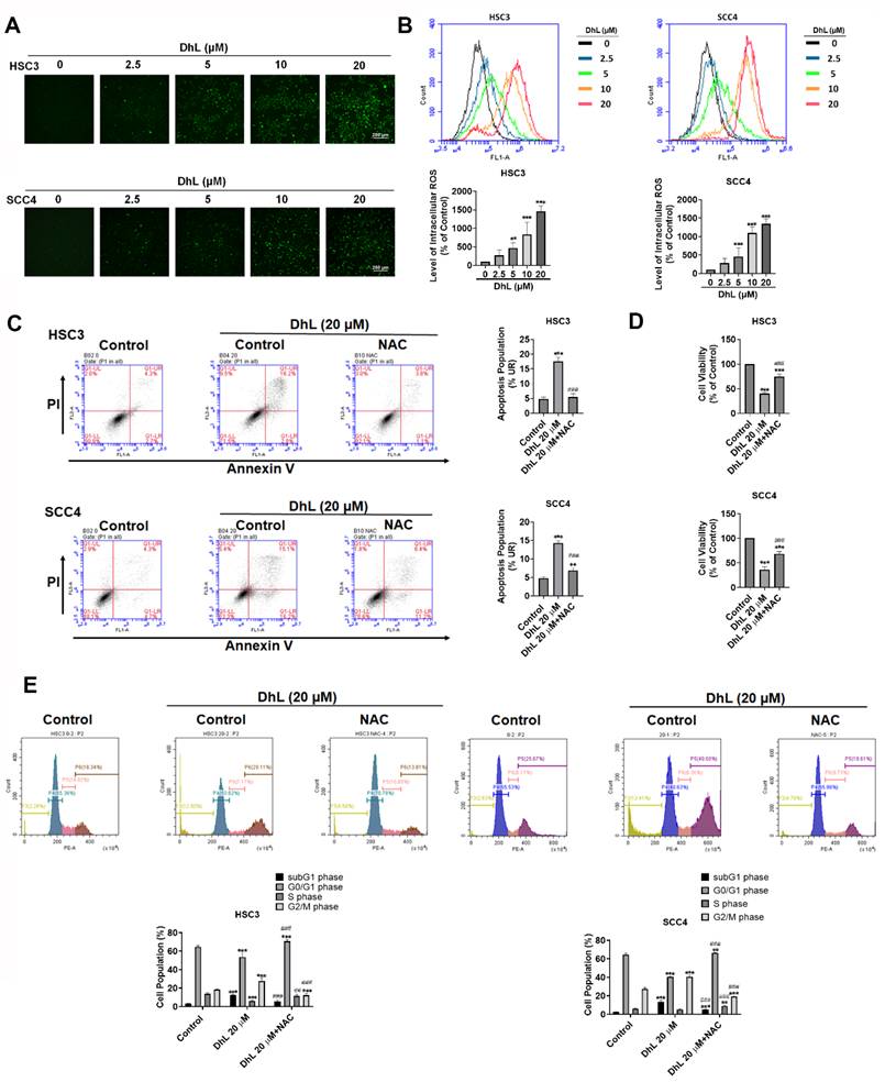 J Cancer Image