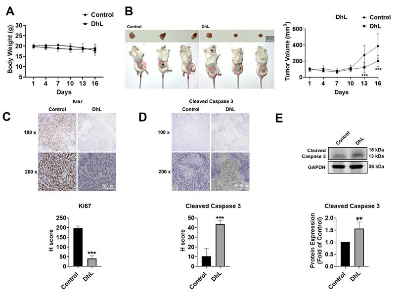 J Cancer Image