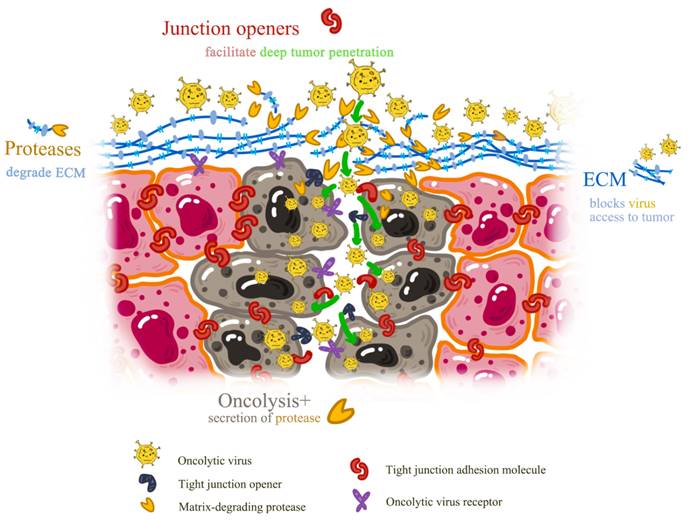 J Cancer Image