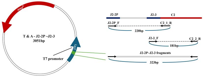 J Cancer Image