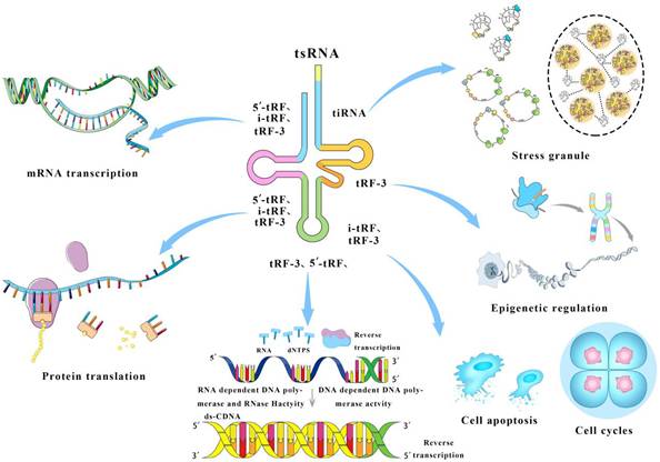 J Cancer Image