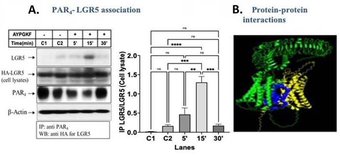 J Cancer Image