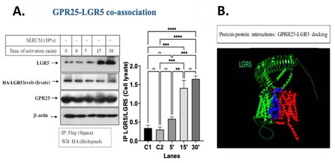 J Cancer Image