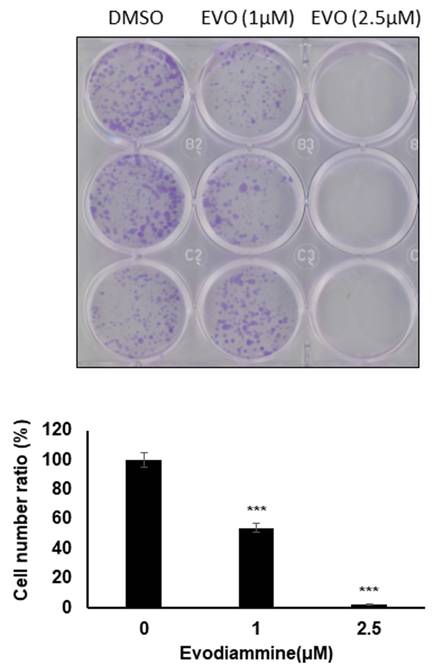 J Cancer Image