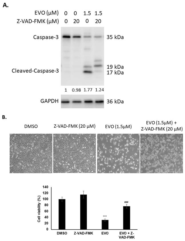 J Cancer Image