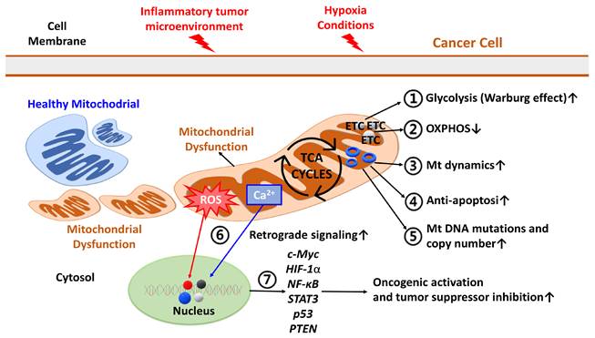 J Cancer Image