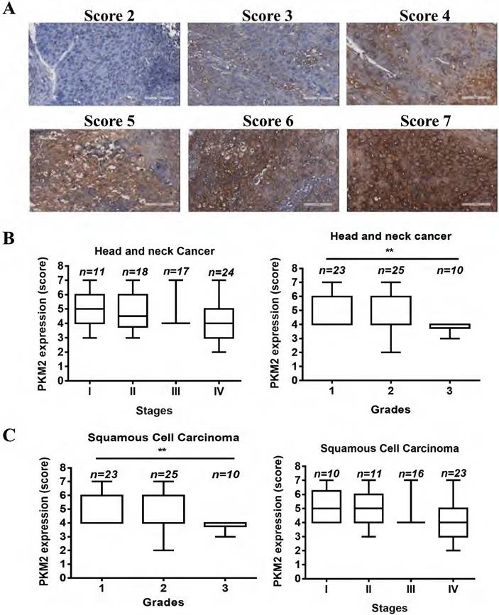 J Cancer Image