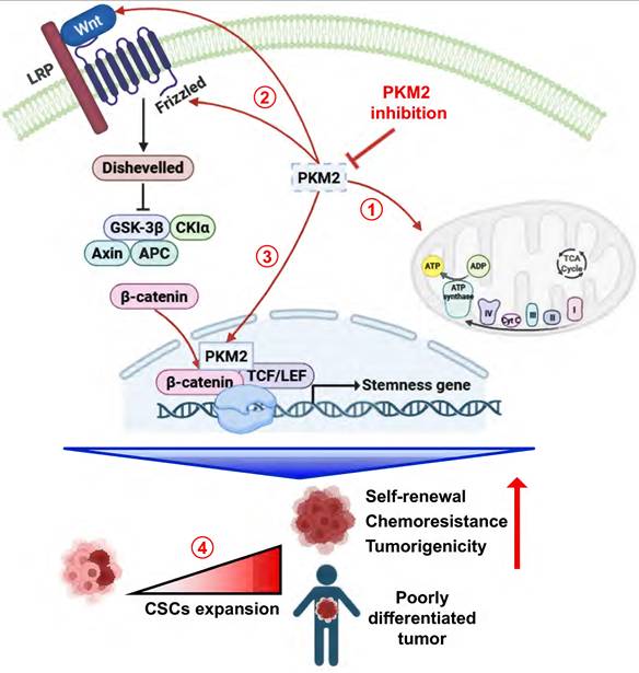 J Cancer Image