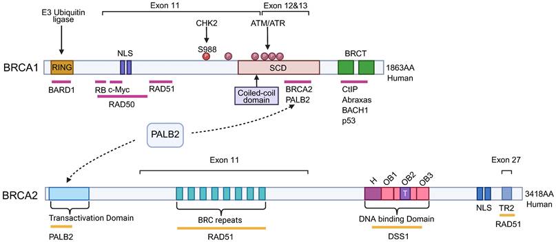 J Cancer Image