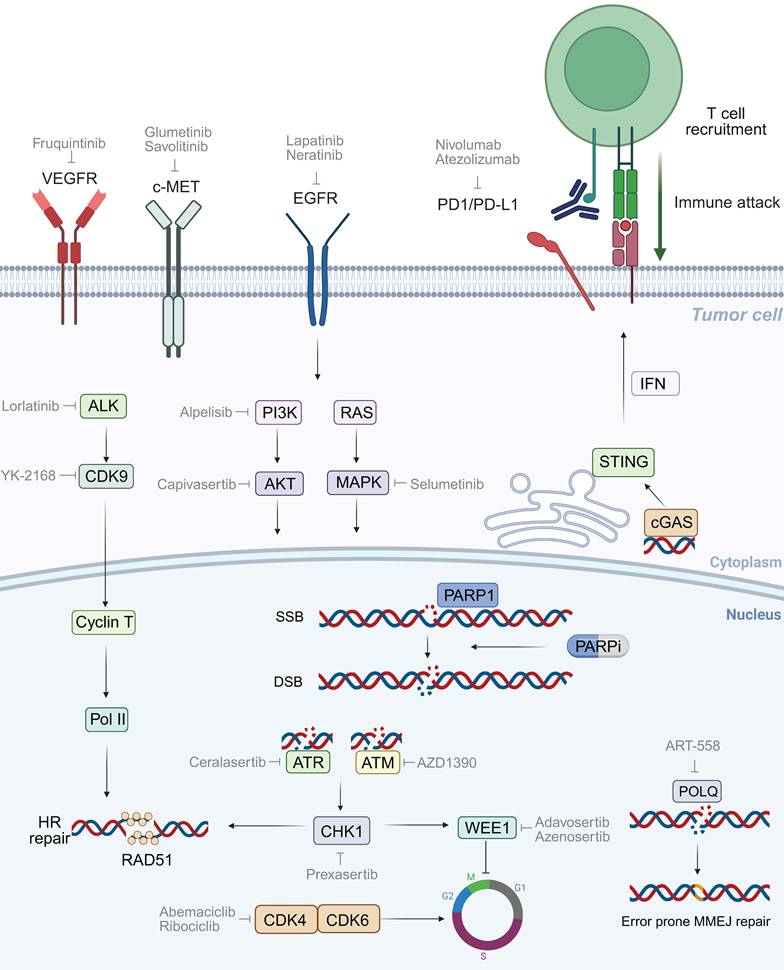 J Cancer Image