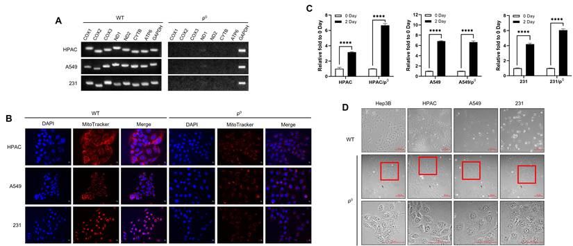 J Cancer Image